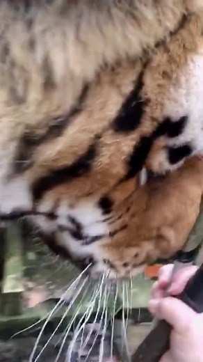 The tiger has beautiful fur #tiger #animal | tiger