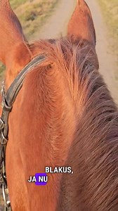 40K views · 1.6K reactions | Lilii tests #zirgirunā | D- LAND equestrian | Facebook