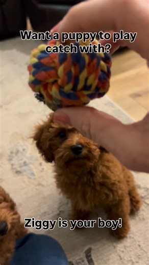 Ruby’s cavapoos - Jami Jones on Instagram: "Ziggy is AVAILABLE!! There are so many advantages to adopting little older puppy. They have more training and have already learned a lot. Ziggy sleeps through the night, goes potty outside and loves playing fetch 😊❤️ #cavapoogram #cavapoopuppy #cavoodle #cavapooworld #cavapoolove #cavoodlebreeder #cavalierkingcharlesspaniel #cavapooworld #poodle #cavapoosofinstagram #cavapoosofnyc #cavapoodaily #cavapoopuppies #doodlepuppy #cavapooforsale #puppiesofin