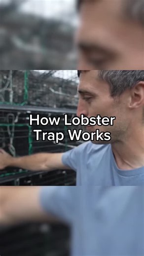 Jacob Knowles on Instagram: "Here’s how a lobster trap really works, most lobsters climb right back out. Save this if you learned something new about how we actually catch ‘em #maine #interesting #fishing #seafood #commercialfishing #lobster #lobsterfishing"