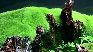 Cushion Moss (Leucobryum Glaucum) for sale: $4 (11 × 8cm) Ship internationally https://www.myhomenature.com/product/cushion-moss-leucobryum-glaucum/ Cushion moss is a large moss that forms balls of mossy green. This moss can be used inside in terrariums and aquariums as well as outside. | My Home Nature | Facebook