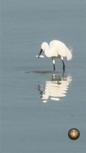 La ninja del Trasimeno: non è un cormorano! 🦅#shorts #animali #mentianimali #documentario