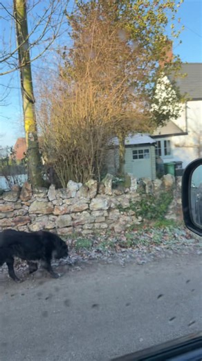 Gypsy Rambo: Horses and Dogs in the Countryside