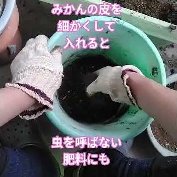 ミカンの皮を入れると虫を呼ばないけど、水虫は治せない