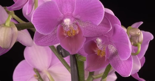 Watch what happens when orchids trick insects into fake mating