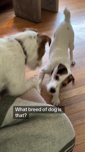 Understanding Jack Russell and Parson Russell Terriers