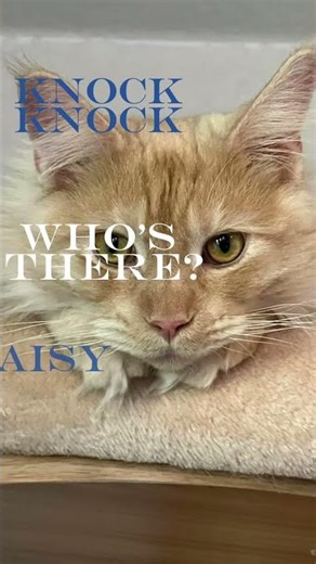 Lynx the Maine Coon Kitten's Playful Moments #fok #mainecoon #kitten #feline