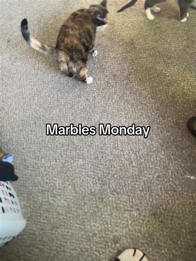 Marbles Monday: Chatty Tortie and Calico Cats