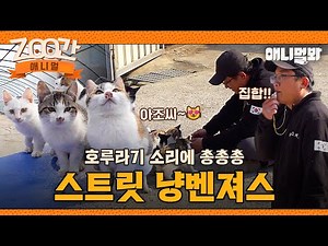 [#Zoo간애니멀] 호루라기를 불어라~~!! 휘익 소리에 잽싸게 모인 귀여운 냥벤져스💓 I EP.1259 #TV동물농장 #AnimalFarm #애니멀봐