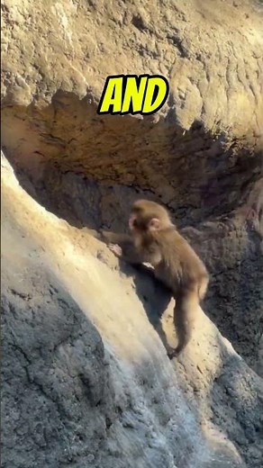 Punch Kun Finally Gets REAL love! 🥺 | #punchkun #punchmonkey #babymacaque #babymonkey