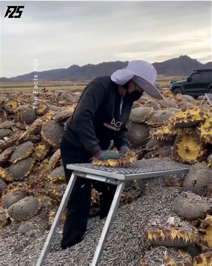 "China produces sunflowers in vast quantities and is a major exporter to international markets."