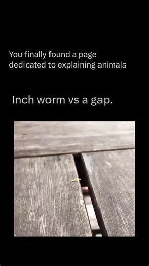 Explaining All Animals on Instagram: "Follow @explaining.animals to learn everything about animals one post at a time 🧠🔥 The inchworm, the larval stage of certain geometer moths, is known for its distinctive looping movement — pulling its body forward in an arch and stretching out again. This unique motion comes from having only two sets of true legs, forcing it to “measure” its movement inch by inch, which is how it earned its name. Despite its tiny size, the inchworm is an expert at camoufla