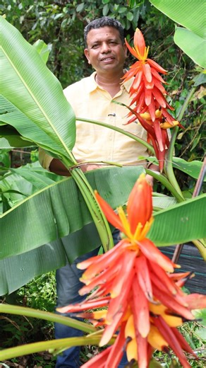 Plant Story | Musa coccinea, the ultimate tropical statement piece🧡❤️ We have four vibrant varieties of the Ornamental Banana ready to stock🌴✨ Connect... | Instagram