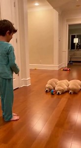 30K views · 651 reactions | You Won’t Believe What These Puppies Did When the Little Boy Threw the Ball! #HeartwarmingMoments #GoldenRetrievers #CuteDogs #FamilyLove #WholesomeVideo #PuppyLove #FaithInHumanity #FeelGoodVideo #DogLovers #PureJoy #WholesomeContent #PositiveVibes | Top Dog Daily | Facebook