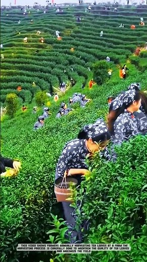 High Quality Tea Harvest by Hand #smartfarming
