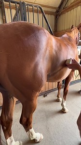 Using a cold laser to stimulate the hind gut area #horsemassagetherapy #equine #equinemassage #equinemassagetherapy #equinerehab | Superior Therapy
