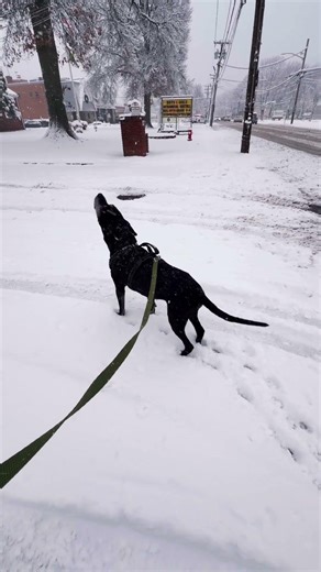 Black Lab barking in White Snow