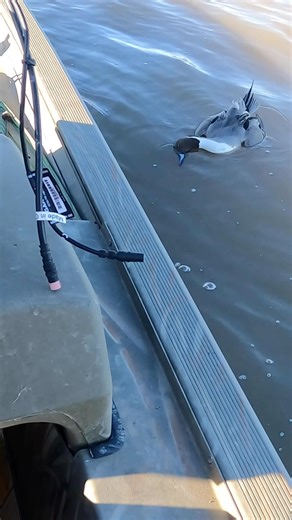 Watch this shot on this beautiful drake pintail ! #duckhunting #hunting #duck ‪@bossshotshells‬