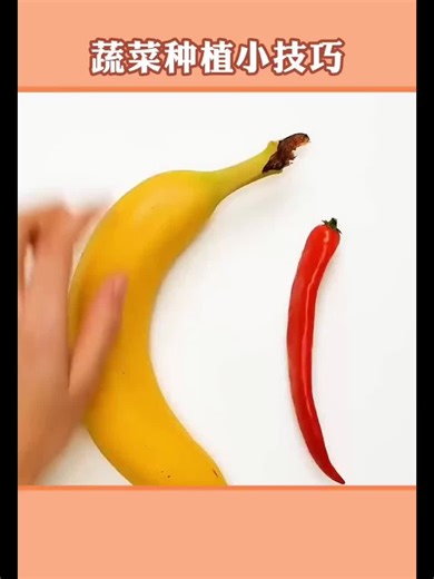 The Journey of a Plant: From Seed to Sprout