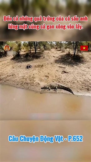 Đến cả những quả trứng của cá sấu, lửng mật cũng cả gan xông vào lấy. 🐊🥚 #Trứng #CáSấu #LửngMật #ThiênNhiênHoangDã #CâuChuyệnĐộngVật