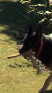 I Need Ricky Gervais to Deal With These Karens #dog #dogs #puppy #rickygervais #karen #doglover #fyp | American Standard Dog Training