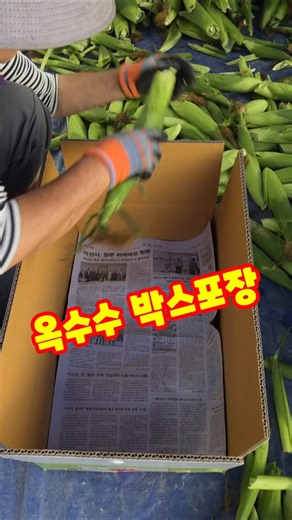 옥수수 개수 세다 중간에 말시키면? #옥수수포장방법 #옥수수 #찰옥수수 #제철음식 #농촌생활 #괴산울엄마 #shorts