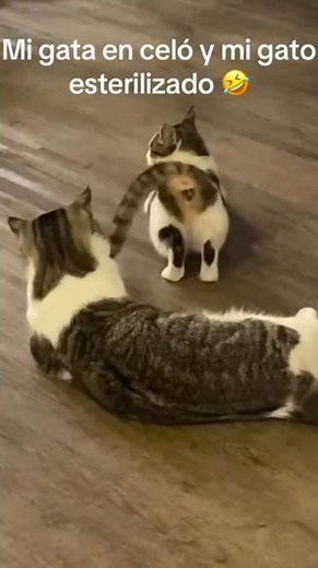 Mis dos gatos diferentes #gato #miau #esteril #gatitos