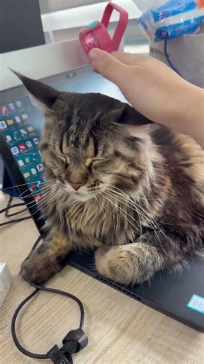 DOLA occupying the workspace. #cat #acquacalda #kitten #catlife #cute #animals #cutecat #pets #funny