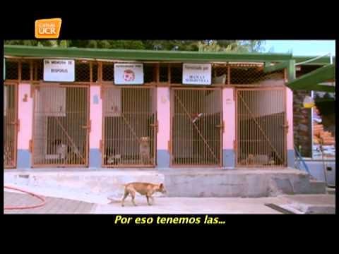 SAN RAFAEL Refugio de animales