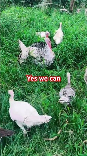 We Love Breeding Turkeys | Turkey Farming #turkeyfarming
