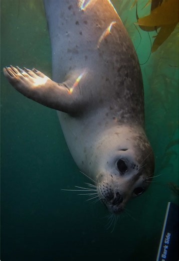 Scratch and sniff stickers? #harborseal #marineconservation #KelpForest