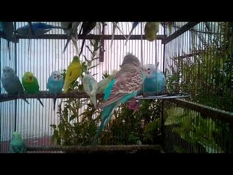 🔮 Budgie Color Genetics Explained with Real Birds!