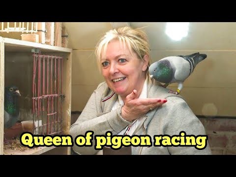 🔥Annick Goeteyn: The Woman Who Built a Belgian Pigeon Racing Dynasty