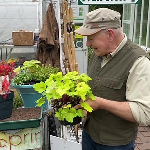 BERBERIS “Orange Ice “ a hardy Dwarf Shrub with colourful foliage that is happy in pots or open beds ! Webshop Link in bio https://pergolanurseries.ecwid.com Pergola Nurseries Garden Corner Virginia,Co Cavan a gardeners oasis of quality plants , Open Tues~Sat 10.30-6 Open Sun 2-6 #autumnfoliage #dwarfshrub #berberisorangeice #toughshrubs | Pergola Nurseries Garden Corner