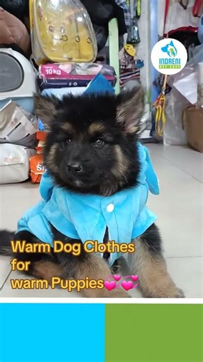 🐕 German Shepherd – Smart, Loyal & Powerful