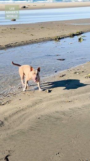 Matilda is always the first one to the beach 🩷 | Lee Asher's World