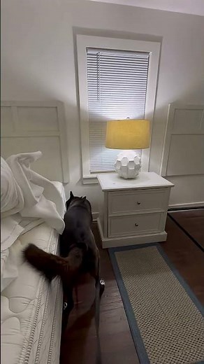 What Happens When Bed Bug Inspectors Check into a Hotel Room