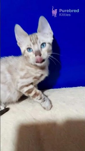 Adopt Benjamin: Seal Mink Bengal Kitten 🐆💙 Ready to Join Your Family! #BengalCat