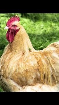 Meet the Brahma: The World's Largest Giant Chicken Breed You Never Knew Existed!