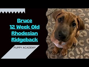 Bruce's Training Journey | 12 Week Old Rhodesian Ridgeback | Puppy Training | Obedience Training