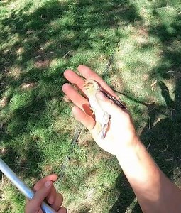 Blowgun Hunting With Grapes!