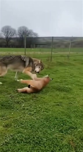 The trained bobcat fights with the wolf protecting the sheep