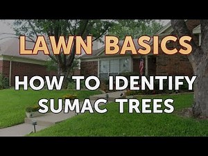 How to Identify Sumac Trees