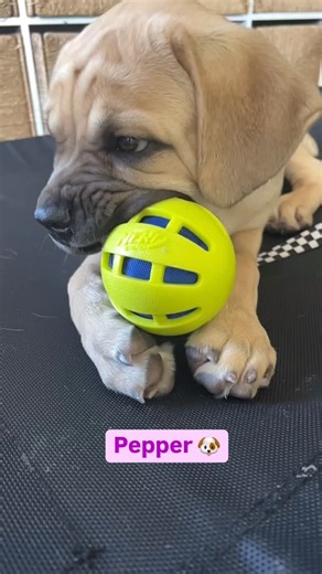 Love many of the Nerf dog toys #nerftoysfordogs #puppytrainer | Shape Up The Pup