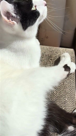 足を触られて嫌がるねこ太