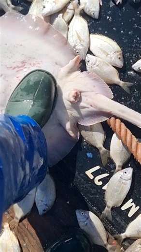 Vidéos de 🥚 مول البيض 🥚 (@abdominale045) avec La Faute Diali - Cheb Zebi