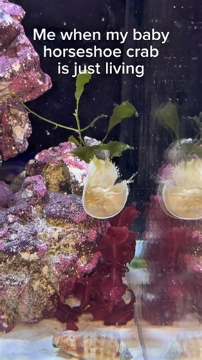 My baby horseshoe crab!!