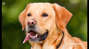 27K views · 373 reactions | LE loup et le chien. Auteur de cette histoire jean de la Fontaine 1668 Deux bêtes proches de morphologie mais l'une est sauvage et l'autre est domestique. Introduction en kabyle oulahlou | Le photographe | Facebook