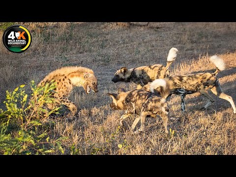 WILD SERENGETI | Hunter Becomes the Hunted | A Savage Fight for Survival | Wild Animal Documentary