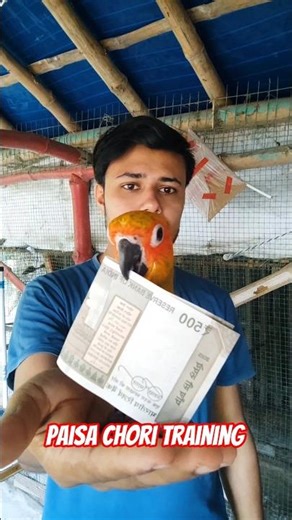 Bird Stealing Money Training | Daily Vlogs with Pets #birds #sunconure #budgies #cockatiel #shorts